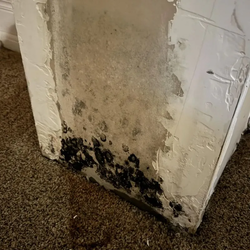 Professional Mold Removal in Benson, UT